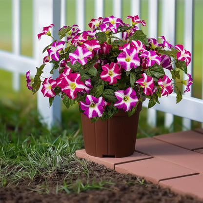 ✨UV Simulation Artificial Petunias 2 Bundles