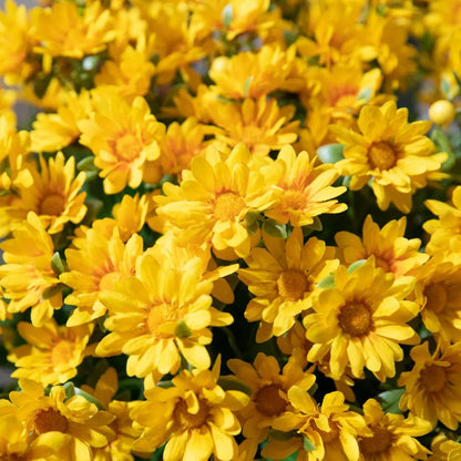 Artificial Outdoor Sunset Mums Flowers - UV resistant, Waterproof, Windproof